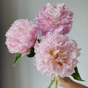 新娘出浴精品芍药花5支 商品缩略图6