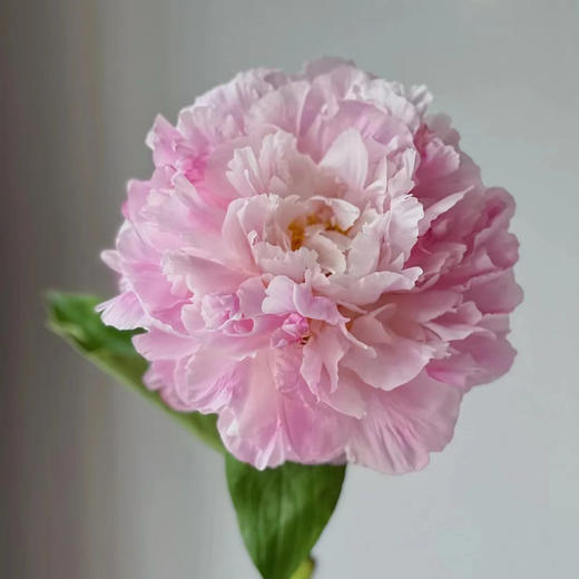 新娘出浴精品芍药花5支 商品图7