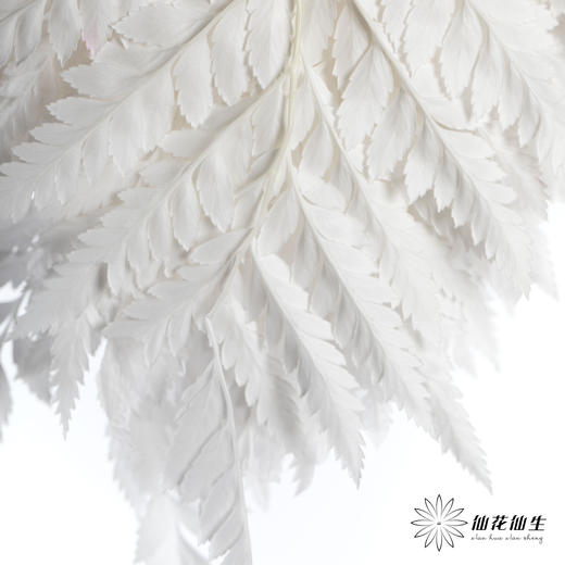 永生花材 ｜ 高山羊齿皓月白 商品图2