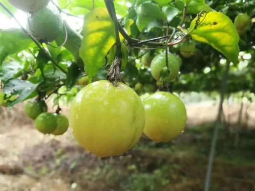 吃海芒芒 | 蜜香高甜百香果 商品图0