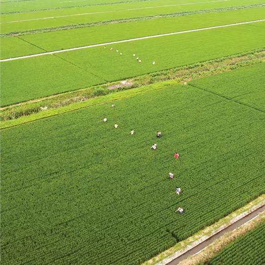 [最农公社]特惠主推|光明海丰优选米香糯米买10斤送10斤（数量有限售完恢复原价） 商品图10