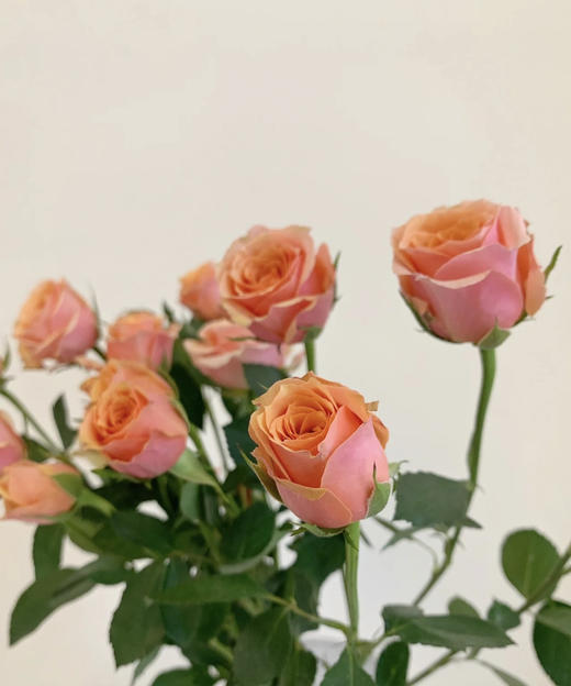 昆明玫瑰宝贝爱人多头10支扎a级