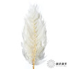 永生花材 ｜ 蕨叶白月光 商品缩略图3