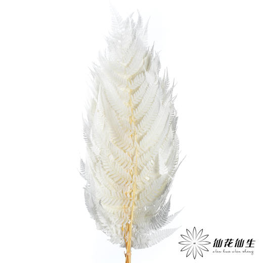 永生花材 ｜ 蕨叶白月光 商品图3