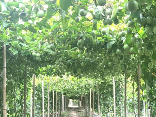 吃海芒芒 | 蜜香高甜百香果 商品图3