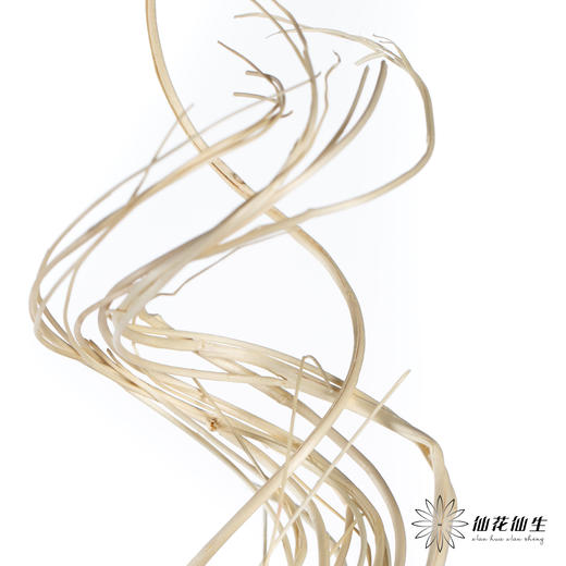 永生花材 ｜ 曲柳白 商品图0