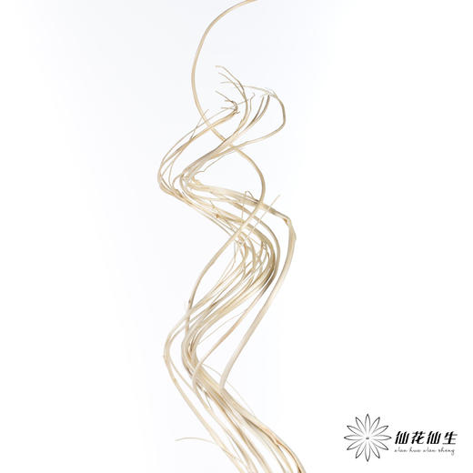 永生花材 ｜ 曲柳白 商品图1