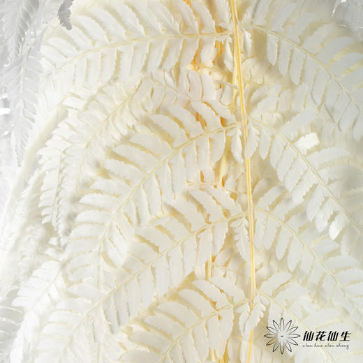 永生花材 ｜ 蕨叶白月光 商品图0
