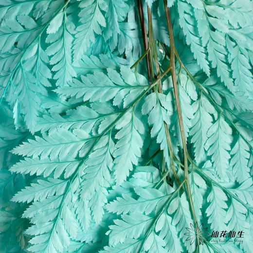 永生花材 ｜ 高山羊齿蒂芙尼蓝 商品图1