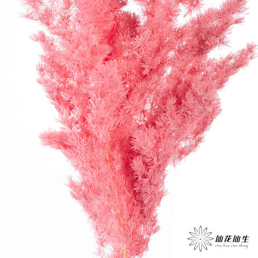 永生花材 ｜ 蓬莱松樱花粉 商品图4