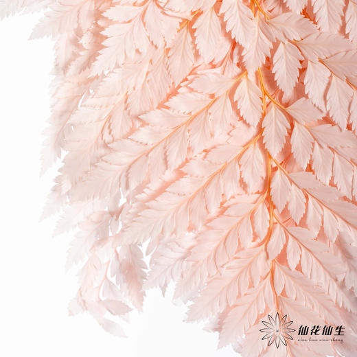 永生花材 ｜ 高山羊齿樱花粉 商品图1