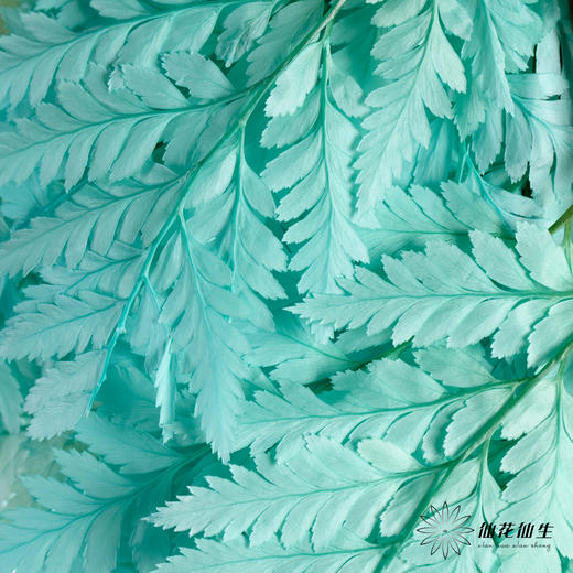 永生花材 ｜ 高山羊齿蒂芙尼蓝 商品图0
