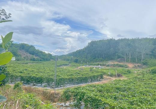 吃海芒芒 | 蜜香高甜百香果 商品图5