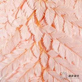 永生花材 ｜ 高山羊齿樱花粉