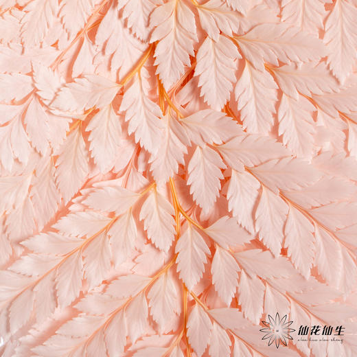 永生花材 ｜ 高山羊齿樱花粉 商品图0