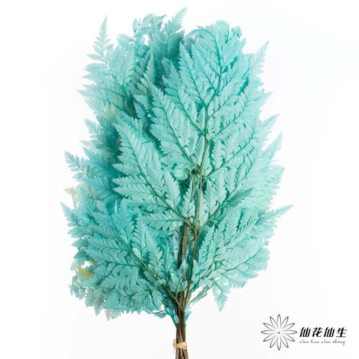 永生花材 ｜ 高山羊齿蒂芙尼蓝 商品图4