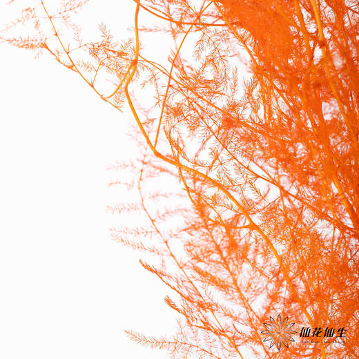 永生花材 ｜ 文竹卡曼橙 商品图2