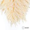 永生花材 ｜ 高山羊齿鹅黄 商品缩略图1