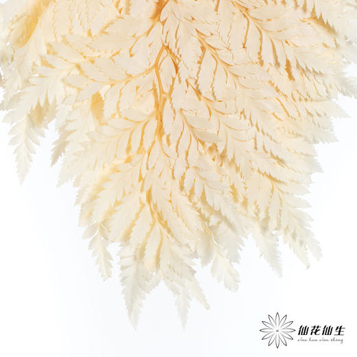 永生花材 ｜ 高山羊齿鹅黄 商品图1