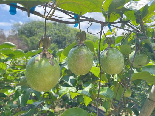 吃海芒芒 | 蜜香高甜百香果 商品图4