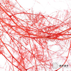 永生花材 ｜ 文竹宝石红