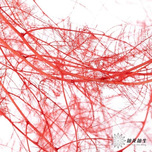 永生花材 ｜ 文竹宝石红 商品图0