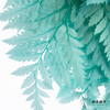 永生花材 ｜ 高山羊齿蒂芙尼蓝 商品缩略图3