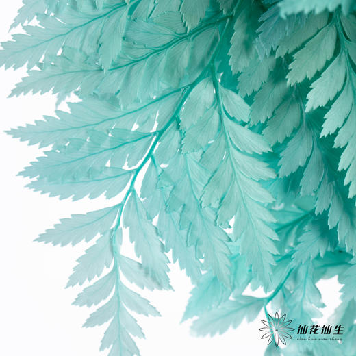 永生花材 ｜ 高山羊齿蒂芙尼蓝 商品图3