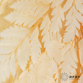 永生花材 ｜ 高山羊齿鹅黄