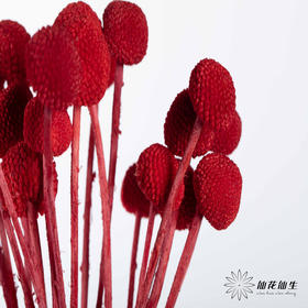 永生花材 ｜ 黄金球宝石红
