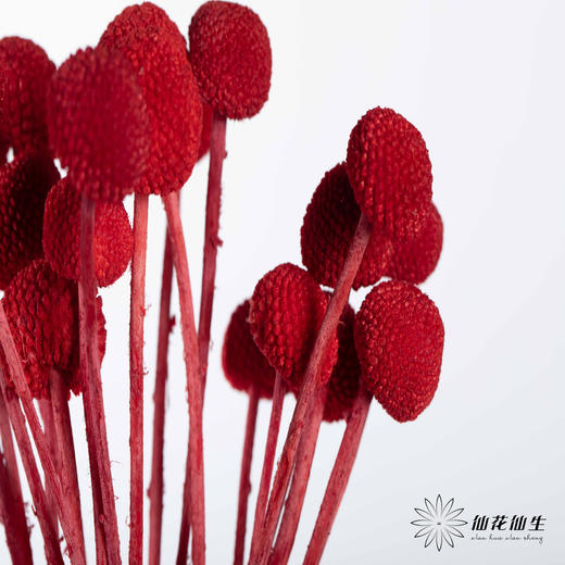 永生花材 ｜ 黄金球宝石红 商品图0