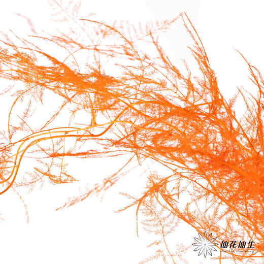 永生花材 ｜ 文竹卡曼橙 商品图0