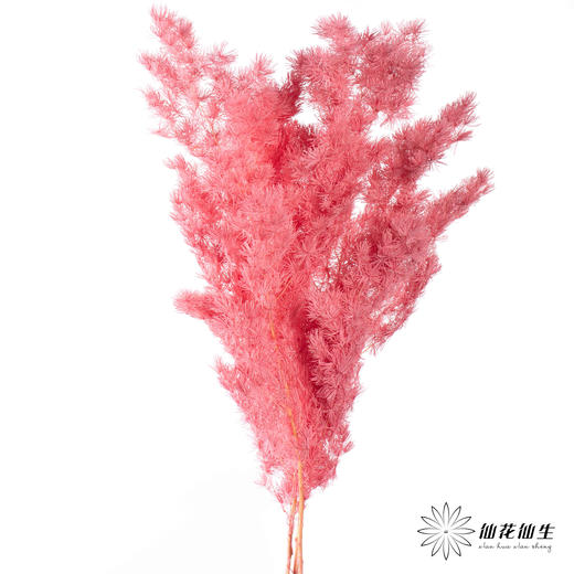 永生花材 ｜ 蓬莱松樱花粉 商品图0