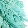 永生花材 ｜ 高山羊齿蒂芙尼蓝 商品缩略图2
