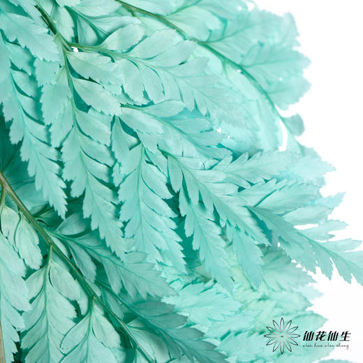 永生花材 ｜ 高山羊齿蒂芙尼蓝 商品图2