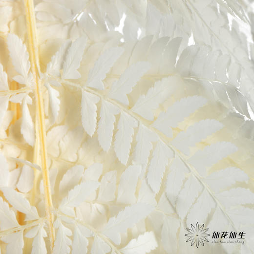 永生花材 ｜ 蕨叶白月光 商品图1
