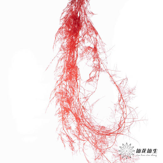 永生花材 ｜ 文竹宝石红 商品图3