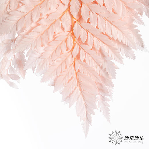永生花材 ｜ 高山羊齿樱花粉 商品图2
