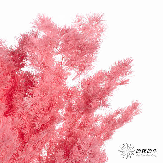 永生花材 ｜ 蓬莱松樱花粉 商品图3