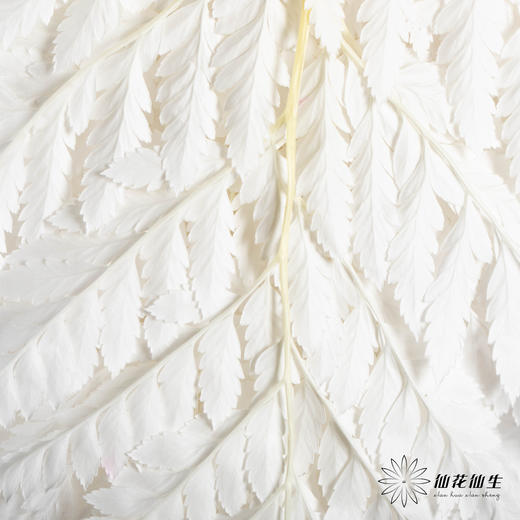 永生花材 ｜ 高山羊齿皓月白 商品图0