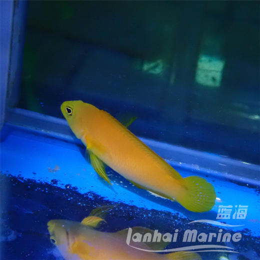 黄草莓 商品图7