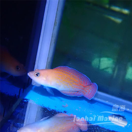 红点草莓 公 商品图8