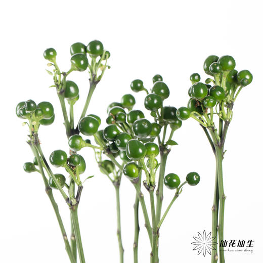 配果 | 小辣椒绿色 商品图2