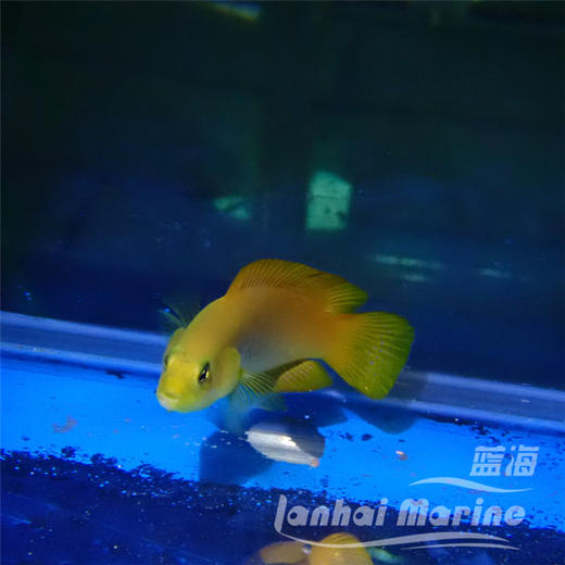 黄草莓 商品图11