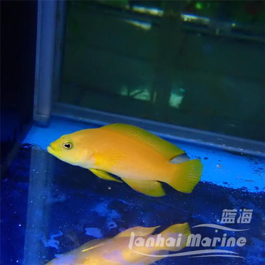 黄草莓 商品图9