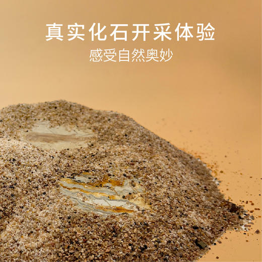 科普文创 | 绝版化石盲盒·白垩纪探险指南 商品图4