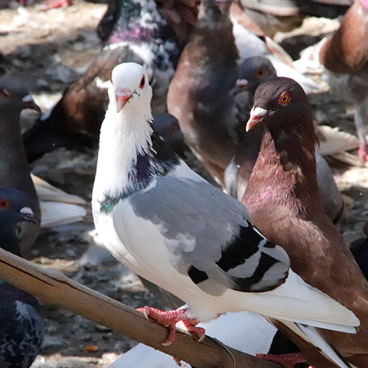 【下单后48小时左右发货】安徽淮南飞翔鸽 青年鸽2只，半年以上/老鸽子2只，一年以上。