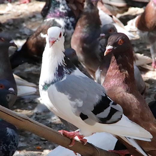 【下单后48小时左右发货】安徽淮南飞翔鸽 青年鸽2只，半年以上/老鸽子2只，一年以上。 商品图0