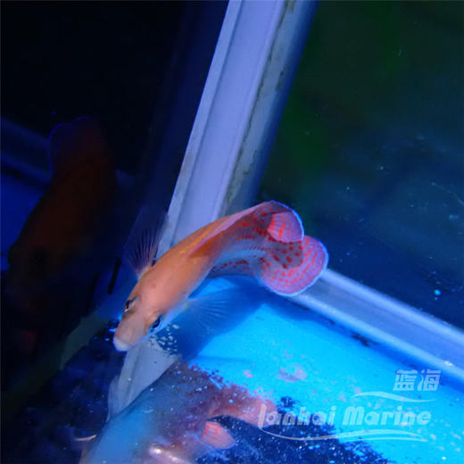 红点草莓 公 商品图1