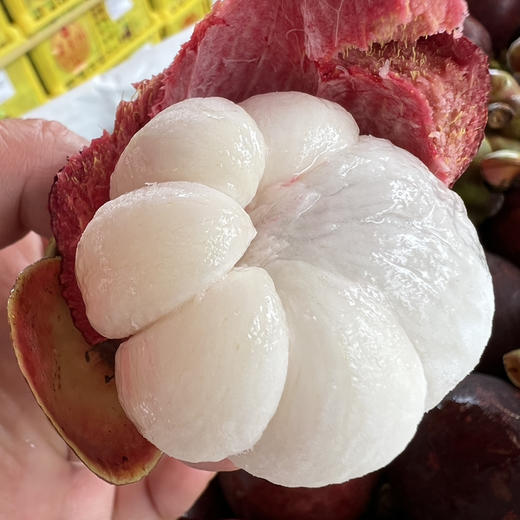 空运4A老树山竹 商品图0